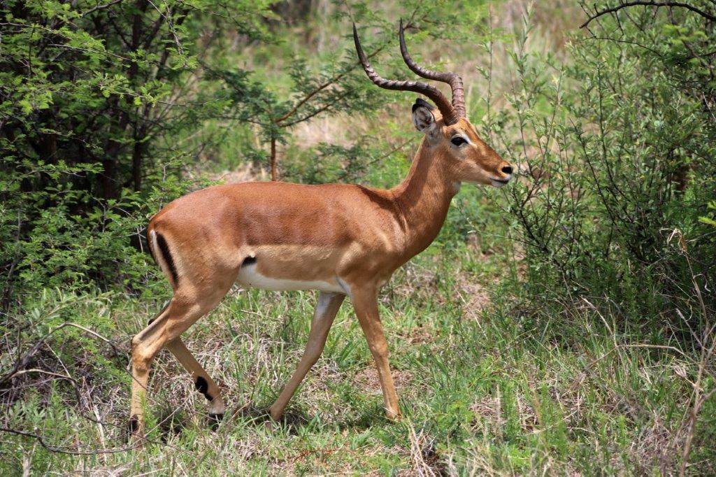 Rundreise Südafrika - Game Drive Impala