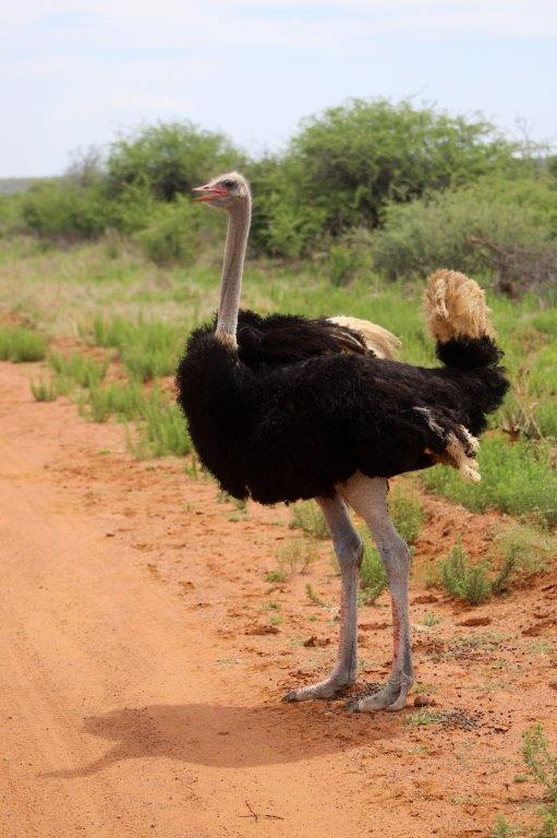 Rundreise Südafrika - Game Drive Strauß