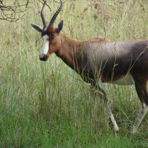 Fkk-Resort SunEden Südafrika - Tiere im Resort