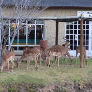 Fkk-Resort SunEden Südafrika - Tiere im Resort