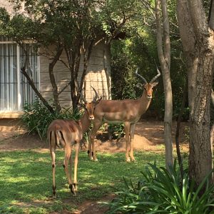 Fkk-Resort SunEden Südafrika - Tiere im Resort - Springbock