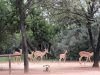 FKK-Urlaub mit Miramare Reisen - SunEden Südafrika Impalas im Resort