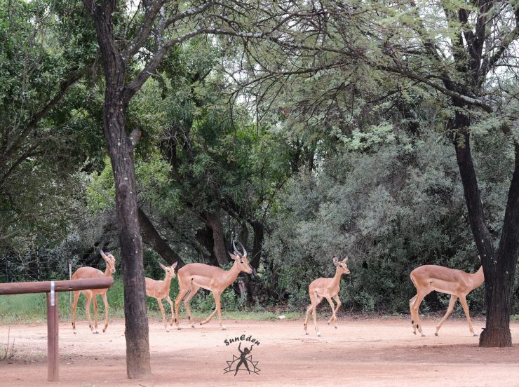 FKK-Urlaub mit Miramare Reisen - SunEden Südafrika Impalas im Resort