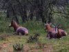 FKK-Urlaub mit Miramare Reisen - SunEden Südafrika Blesboks im Resort