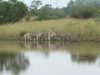 Südafrika Rundreise mit FKK-Zwischenstopps - Zebras am Wasser
