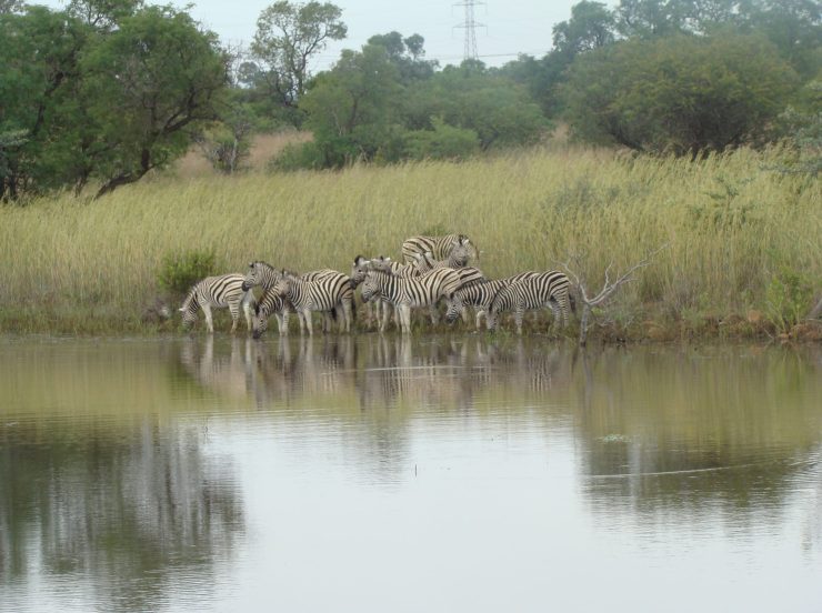 Südafrika Rundreise mit FKK-Zwischenstopps - Zebras am Wasser