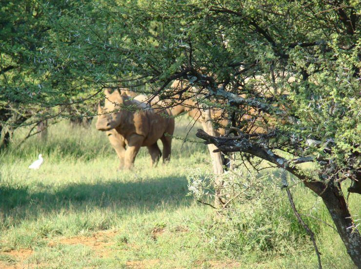 FKK Urlaub mit MIRAMARE REISEN - FKK-Rundreise Südafrika Rhinos