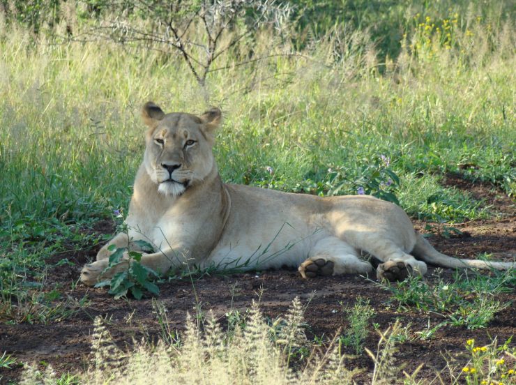 Miramare Reisen - FKK-Rundreisen Südafrika - Löwin bei Safari