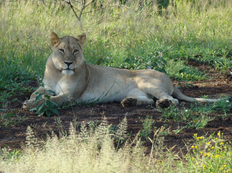 FKK Urlaub mit MIRAMARE REISEN - FKK-Rundreise Südafrika Löwin am Wegrand