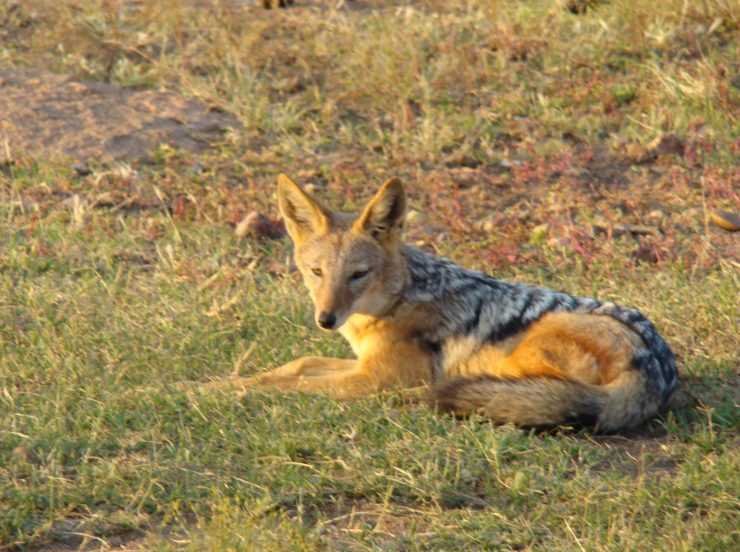 FKK Single-Reise 2018 Südafrika - Goldschakal im DInokeng Game Park