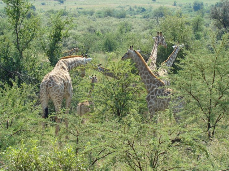 FKK Single-Reise 2018 Südafrika - Game Drive Giraffen