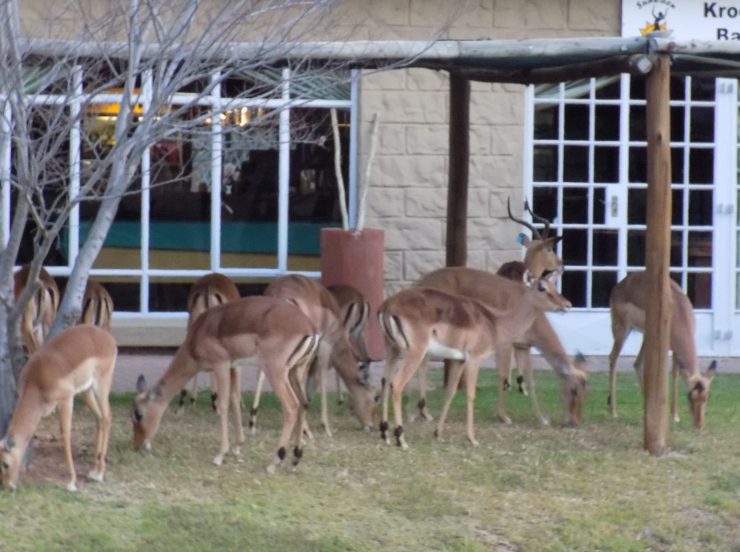 Fkk-Resort SunEden Südafrika - Tiere im Resort