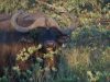 Miramare Reisen - FKK-Rundreisen Südafrika - Wasserbüffel im Dinokeng