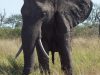FKK Urlaub mit MIRAMARE REISEN - FKK-Rundreise Südafrika Elefant im Kruger National Park