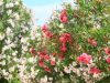 FKK-Urlaub mit Miramare Reisen - FKK Grottamiranda Italien/Apulien Oleander im Garten