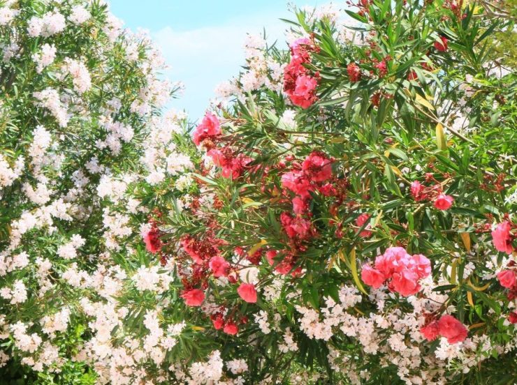 FKK-Urlaub mit Miramare Reisen - FKK Grottamiranda Italien/Apulien Oleander im Garten