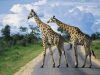 Miramare Reisen - FKK-Rundreisen Südafrika - Giraffen auf der Straße