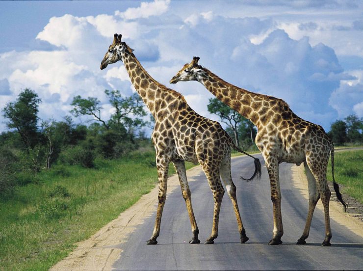 Miramare Reisen - FKK-Rundreisen Südafrika - Giraffen auf der Straße