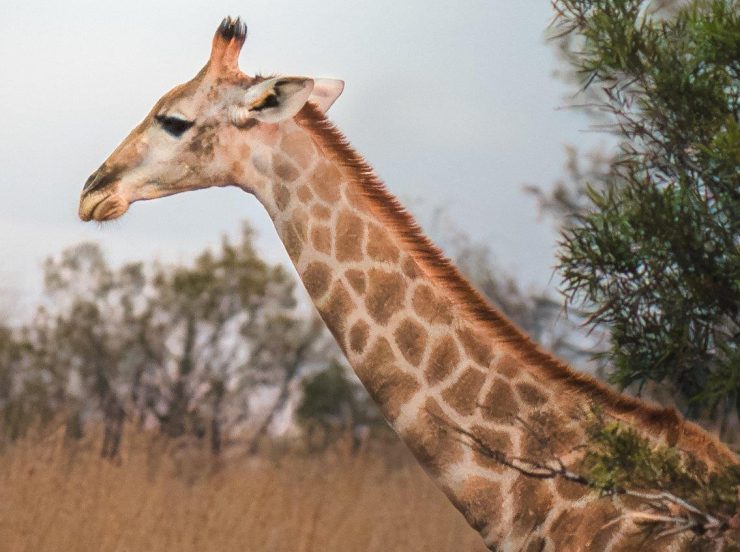 FKK Urlaub mit Miramare Reisen - FKK Rundreise Südafrika - Best of