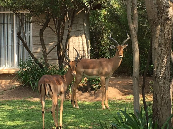 Fkk-Resort SunEden Südafrika - Tiere im Resort - Springbock