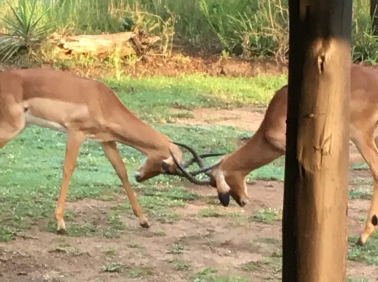 Miramare Reisen - FKK-Rundreisen Südafrika - Impalas