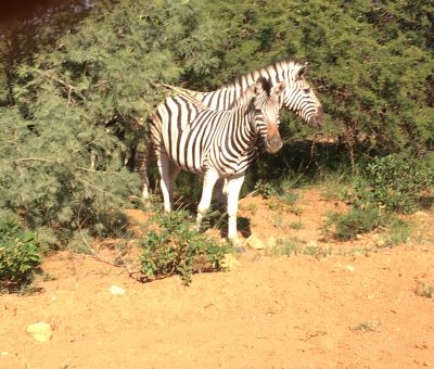 FKK Urlaub mit MIRAMARE REISEN - FKK-Rundreise Südafrika Zebra