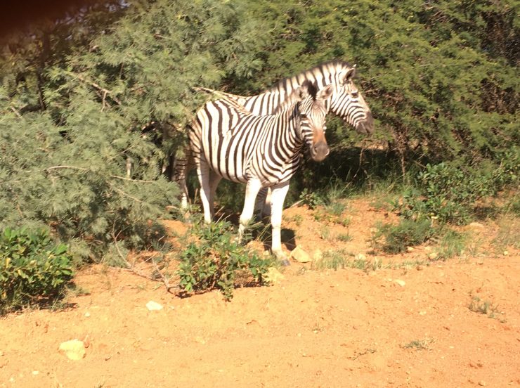 FKK Urlaub mit MIRAMARE REISEN - FKK-Rundreise Südafrika Zebra