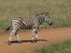 Miramare Reisen - FKK-Rundreisen Südafrika - Zebra