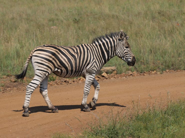 Miramare Reisen - FKK-Rundreisen Südafrika - Zebra