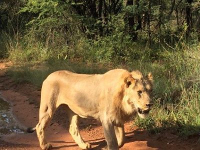 FKK Urlaub mit MIRAMARE REISEN - FKK-Rundreise Südafrika Löwe im Kruger National Park