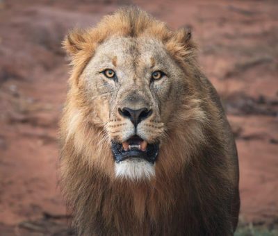 FKK Urlaub mit Miramare Reisen - FKK Rundreise Südafrika - Best of