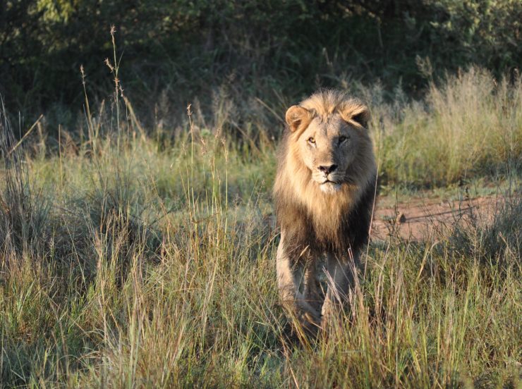 Miramare Reisen - FKK-Rundreisen Südafrika - Löwe in Pilanesberg