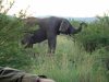 Südafrika Rundreise: FKK-Urlaub - Pilansberg Elefant 2