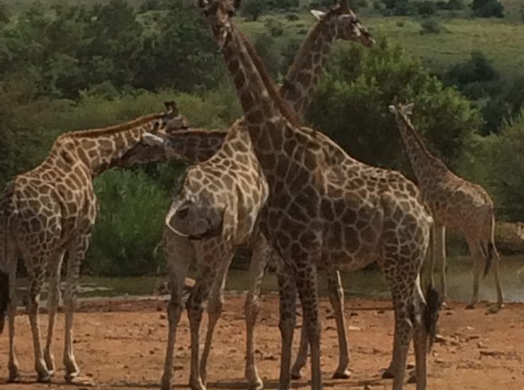 FKK-Urlaub SunEden Pretoria Südafrika - Giraffen