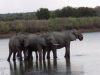 Südafrika Rundreise mit FKK-Zwischenstopps - Elefanten im Fluss
