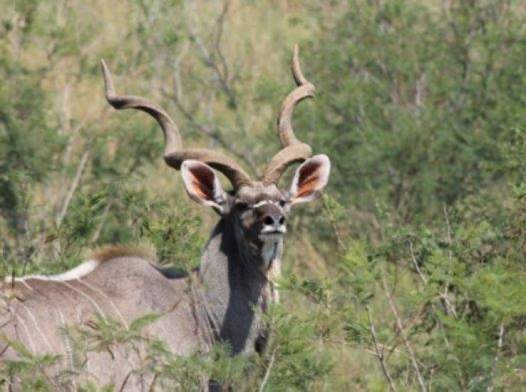 Südafrika Rundreise mit FKK-Zwischenstopps - Kudu