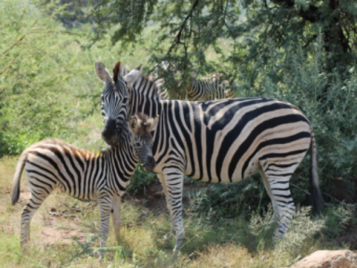 FKK Südafrika mit MIRAMARE REISEN