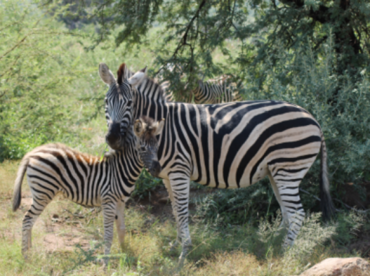 FKK Südafrika mit MIRAMARE REISEN