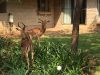 FKK-Urlaub SunEden Pretoria Südafrika - Impalas an der Terrasse