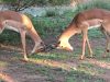 FKK-Urlaub SunEden Pretoria Südafrika - kämpfende Impalas