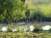 FKK-Urlaub SunEden Pretoria Südafrika - Blessbock am Wasserloch