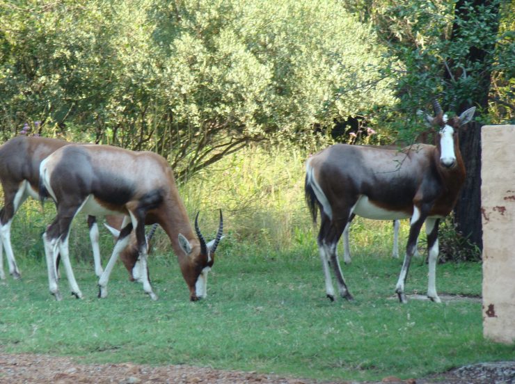 FKK-Urlaub SunEden Pretoria Südafrika - Blessböcke