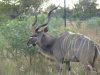FKK-Urlaub SunEden Pretoria Südafrika - Kudu