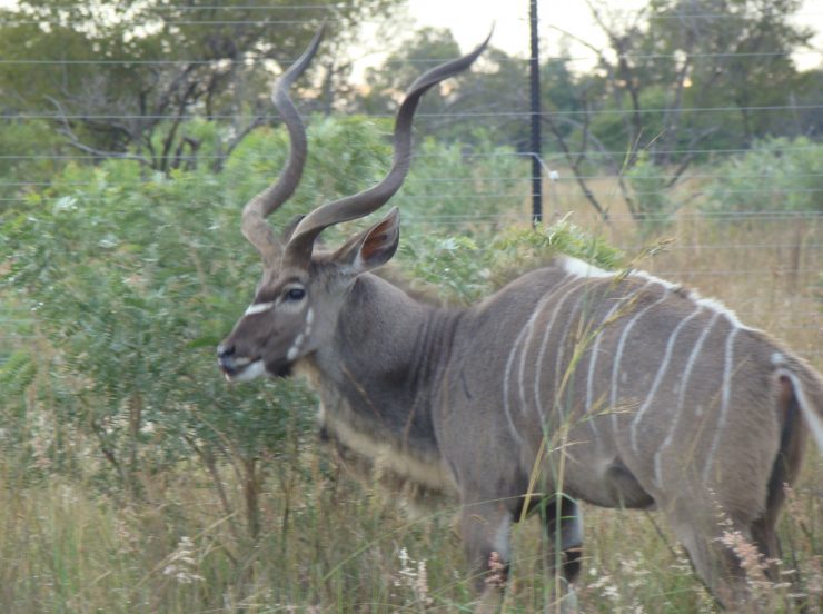 FKK-Urlaub SunEden Pretoria Südafrika - Kudu