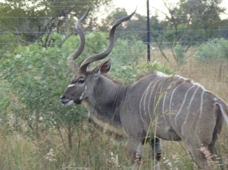 Miramare Reisen - FKK-Rundreisen Südafrika - Kudu