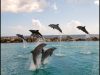 FKK-Urlaub The Natural Curaçao Karibik - springende Delphine