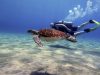 FKK-Urlaub The Natural Curaçao Karibik - Taucher und Schildkröte