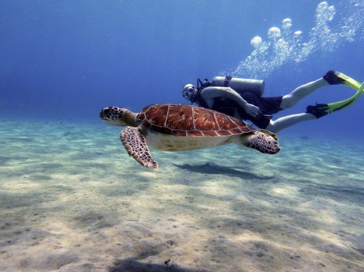 FKK-Urlaub The Natural Curaçao Karibik - Taucher und Schildkröte