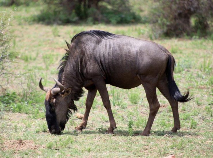 FKK Urlaub mit Miramare Reisen - FKK Rundreise Südafrika - Best of